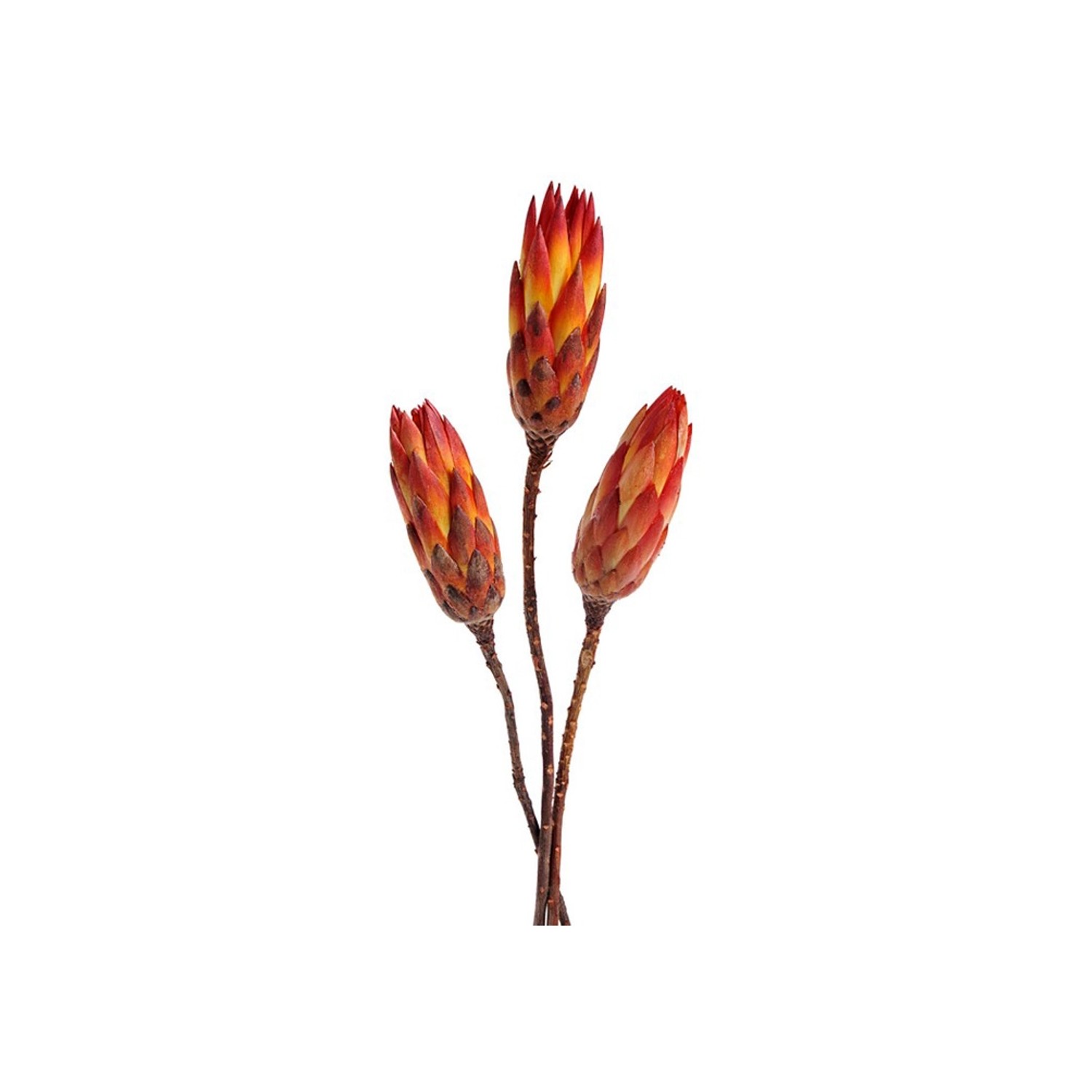 Nohel Garden Sušená dekorace PROTEA REPENS červená, 3 ks