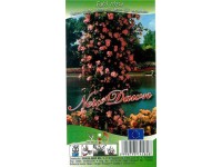 Oxalis Popínavá růže (Rosa) 