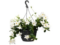 Landgard Dipladénie (Mandelvilla sanderi) výška 20-30 cm, pr. 17 cm Landgard Dipladénie (Mandelvilla sanderi) výška 20-30 cm, pr. 17 cm