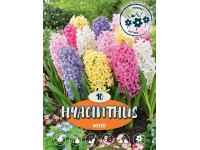 Hyacinty 