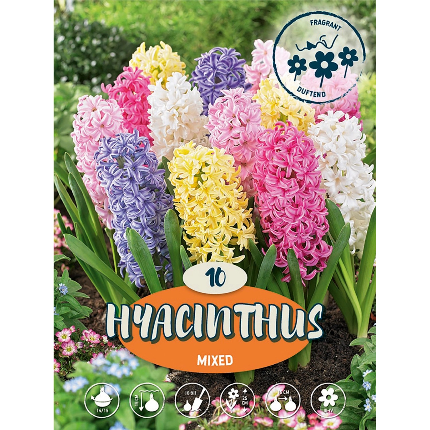 Hyacinty "Mix" více barev