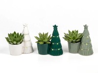 Dužnatka (Echeveria) v keramickém květináči se stromkem, různé druhy, pr. 6 cm Dužnatka (Echeveria) v keramickém květináči se stromkem, různé druhy, pr. 6 cm