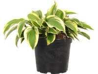 OBI Bohyška žlutá/pestrá pr. květináče cca 17 cm Hosta
