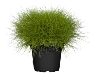 Landgard Kostřava medvědí (Festuca gautieri) 