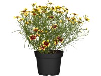 GROW by OBI Krásnoočko přeslenité (Coreopsis verticillata), výška 10-20 cm