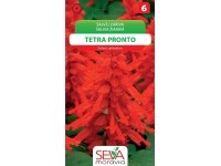Šalvěj Zářivá Tetra Pronto (Salvia splendens)