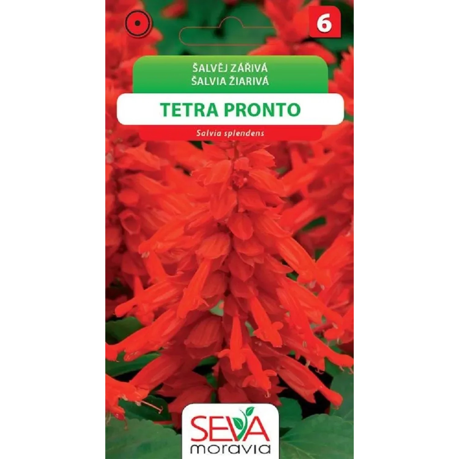 Šalvěj Zářivá Tetra Pronto (Salvia splendens)
