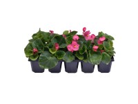 Begonie stálokvětá - voskovka (Begonia semperflorens) různé barvy 10 ks