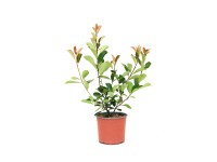GROW by OBI Blýskavka Fraserova (Photinia fraseri) 