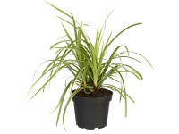 OBI Ostřice japonská 