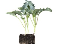 OBI Brokolice miska se 6 ks Brassica