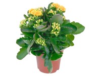 Kolopejka Calandiva oranžová průměr květináče cca 12 cm