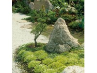 Irský mech průměr květináče cca 12 cm Irský mech průměr květináče cca 12 cm