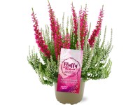 Landgard Vřes obecný (Calluna vulgaris) 