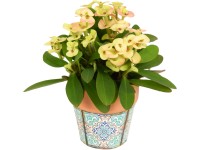 Pryšec bílý nebo červený v barevné terakotové nádobě průměr květináče cca 6 cm