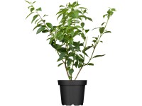 OBI Zlatice Lynwood Gold, 50-60 cm, květináč cca 3,5 l