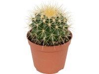 Echinokaktus průměr květináče cca 12 cm Echinocactus grusonii