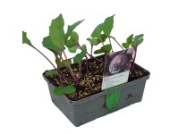 Landgard Zelí červené (Brassica oleracea var. capitata f. rubra) 6 ks v misce