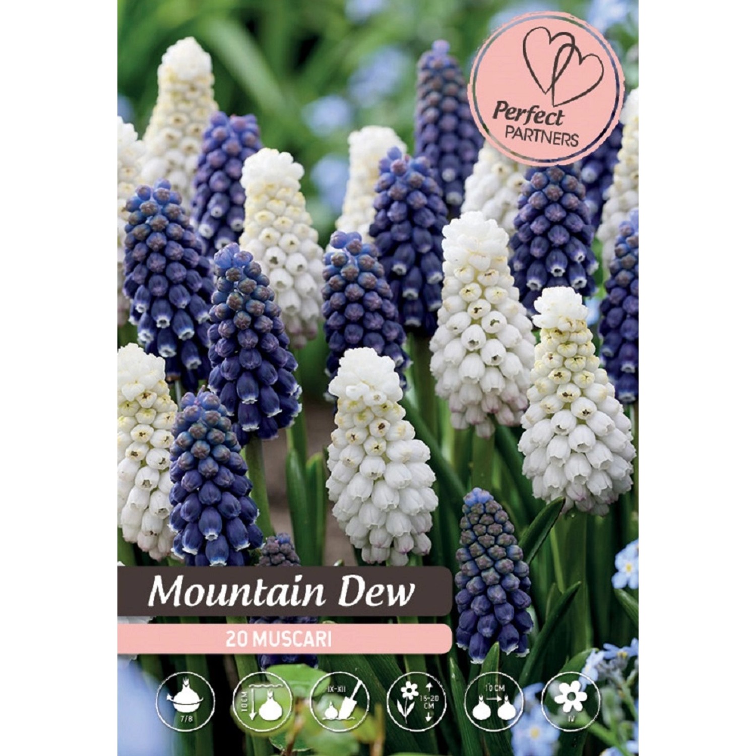 Royal De Ree Holland Květinové cibulky Modřenec Mountain Dew