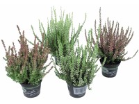 Vřes barevný mix pr. květináče cca 11 cm