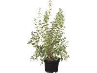 Pámelník Pámelník