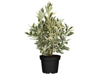 Landgard Brslen japonský (Euonymus japonicus) cca výška 30-40 cm, 2 l