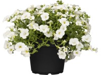 Grow by OBI Minipetúnie (Calibrachoa), pr. květináče cca 13 cm Grow by OBI Minipetúnie (Calibrachoa), pr. květináče cca 13 cm