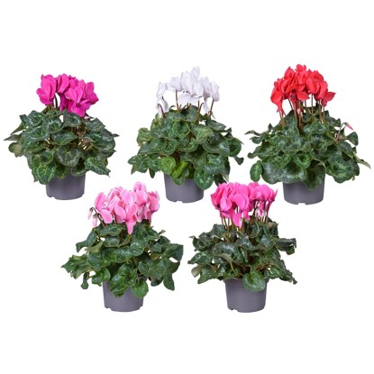 Brambořík perský (Cyclamen persicum), zelená, pr. kv. 11 cm