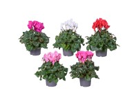 Brambořík perský (Cyclamen persicum), zelená, pr. kv. 11 cm