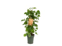 Mochyně peruánská (Physalis peruviana) výška 90-110 cm, květináče 7,5 l