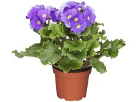 Landgard Prvosenka číškovitá (Promula obconica) 