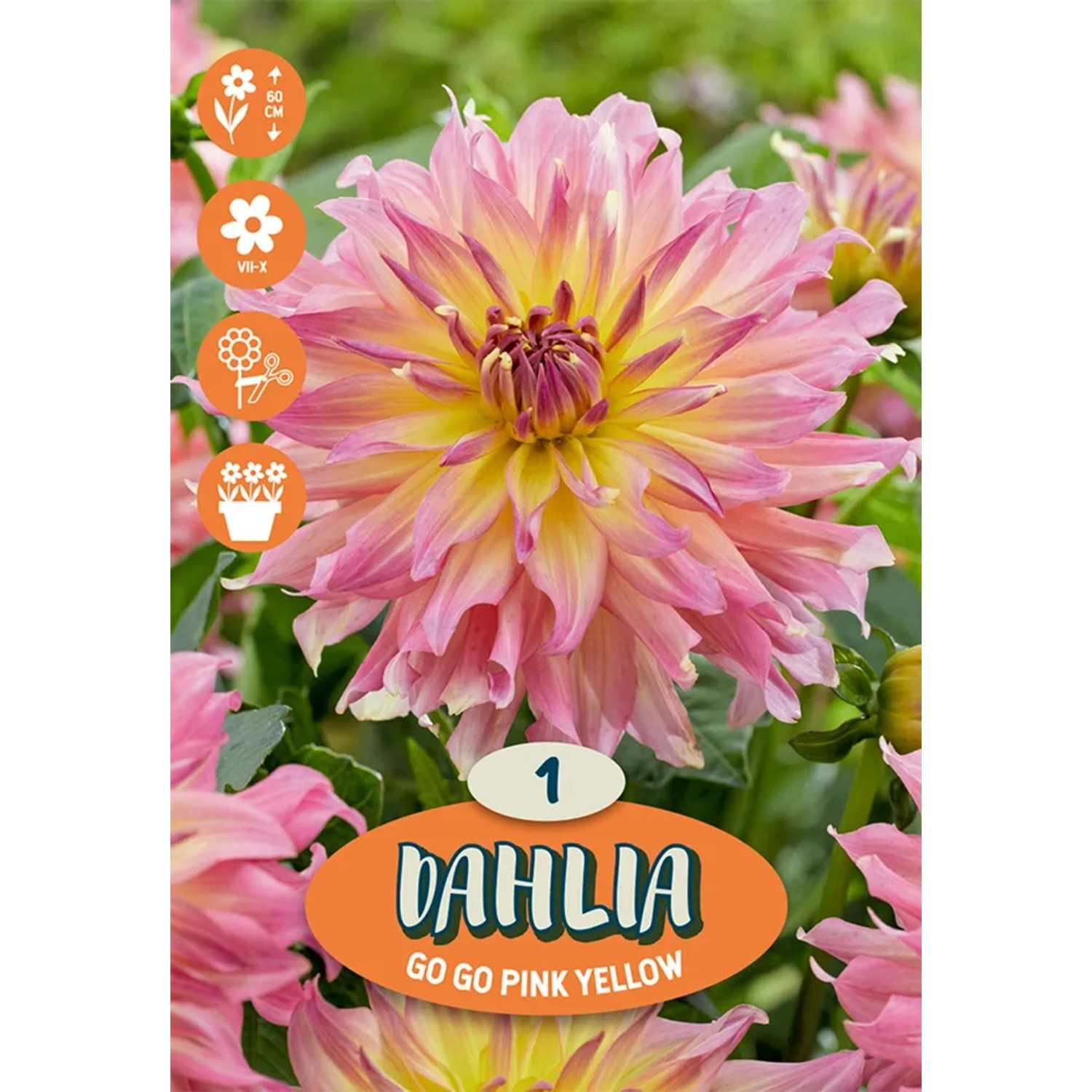 Jiřiny Gipsy lososová - růžová