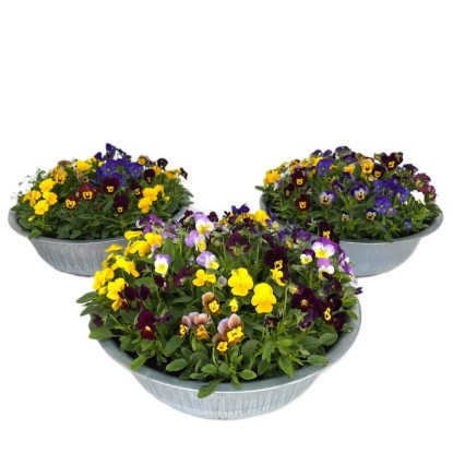 Royal Lemkes Violka rohatá (Viola cornuta) různé barvy pr. cca 29 cm