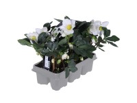 Čeměřice černá Čeměřice černá