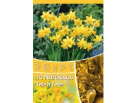 Narcis botanický Tete a Tete