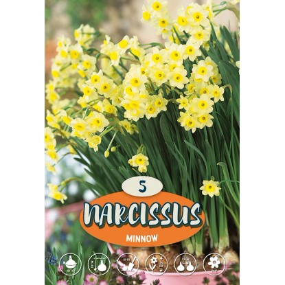 Narcisy Minnow