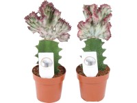 Pryšec (Euphorbia lactea) Cristata, pr. cca 8,5 x 20 - 25 cm