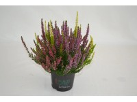 Vřes obecný trio, prům. květináče cca 11 cm