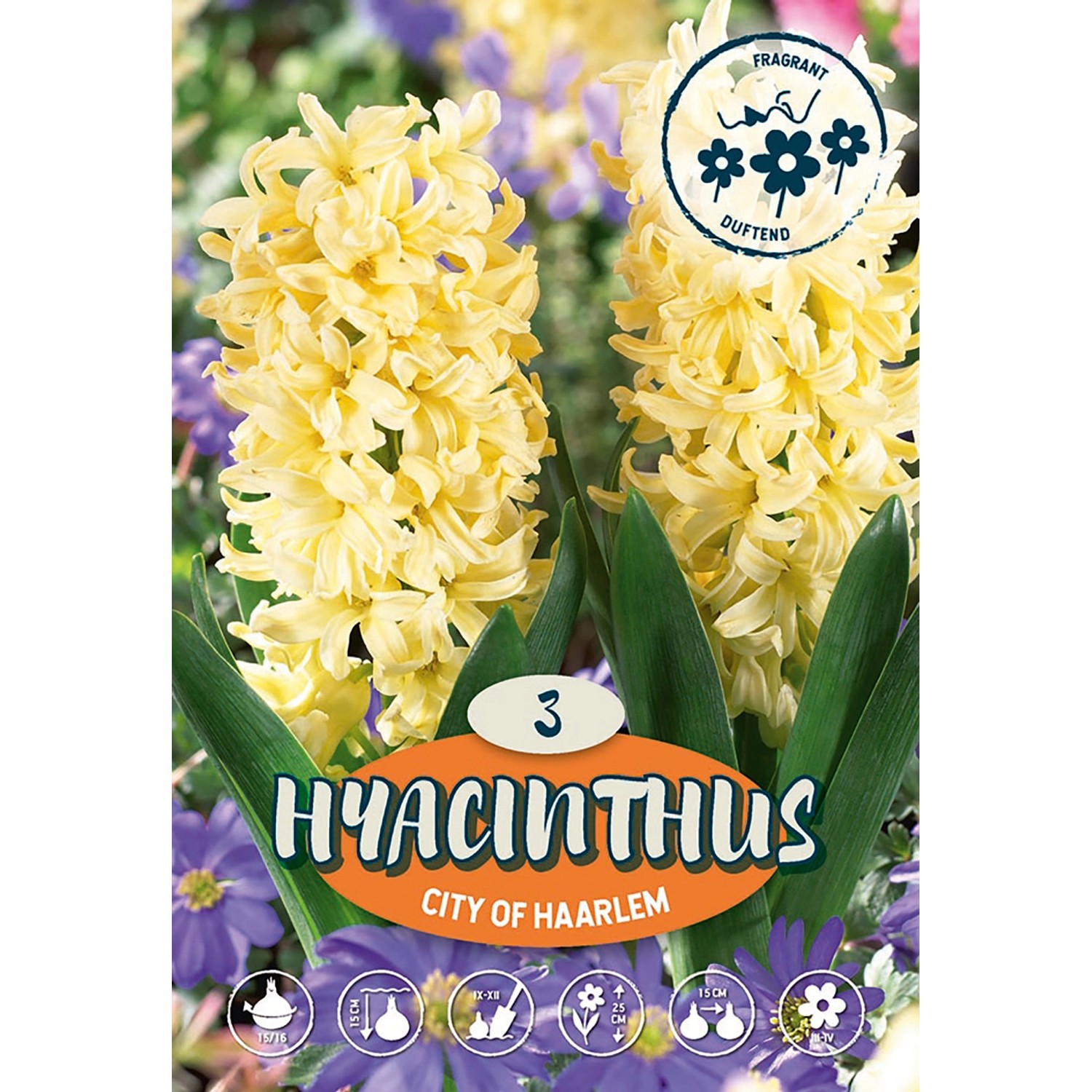 Hyacinty City of Haarlem