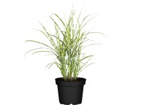 Grow by OBI Ozdobnice čínská Strictus Dwarf, pr. kv. 14 cm Grow by OBI Ozdobnice čínská Strictus Dwarf, pr. kv. 14 cm