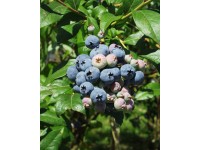 ARBOEKO Borůvka chocholičnatá (Vaccinium corymbosum) 