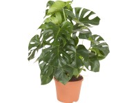 philodendron maximum Philodendron maximum Seedling - Large Leaf Climbing Aroid main image 1