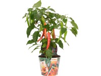 OBI Feferonka Pick & Joy pr. květináče 14 cm, výška 40-50 cm