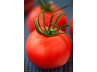 Rajče průměr květináče cca 9 cm