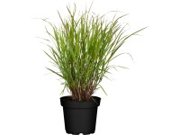 Grow by OBI Proso prutnaté Cheyenne Sky, pr. kv. 19 cm