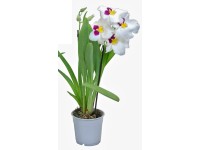 Miltonie 2výhonková