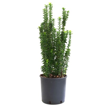 OBI Blýskalka "Carré Rouge" výška cca 30 - 40 cm květináč cca 5 l Photinia