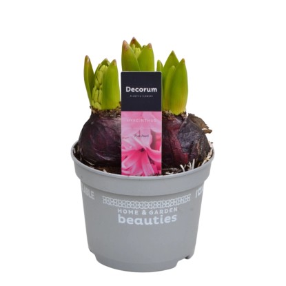 Hyacint východní (Hyacinthus orientalis) "Pink Pearl" výška 20 cm, pr. 12 cm