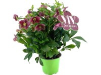 Q-Flower Čemeřice východní (Helleborus orientalis) 