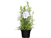 GROW by OBI Zvonek broskvolistý (Campanula persicifolia), pr. květináče 19 cm GROW by OBI Zvonek broskvolistý (Campanula persicifolia), pr. květináče 19 cm